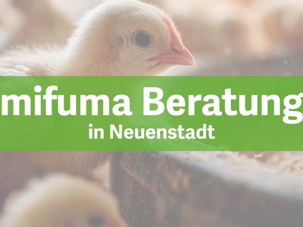 Akutell_mifuma-Beratung