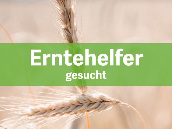 Erntehelfer