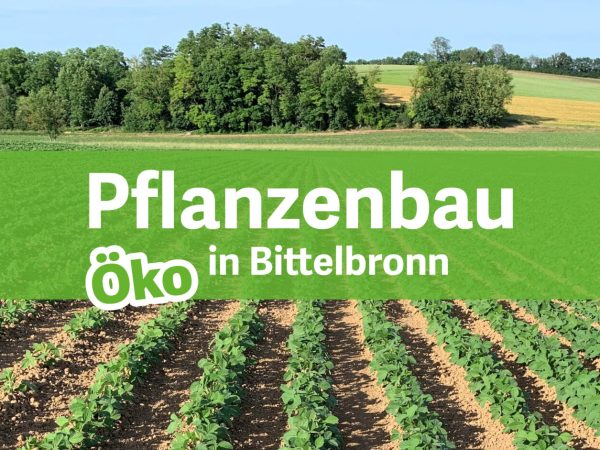 Pflanzenbau Bittelbronn