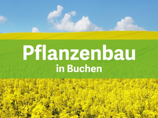 Pflanzenbau Buchen
